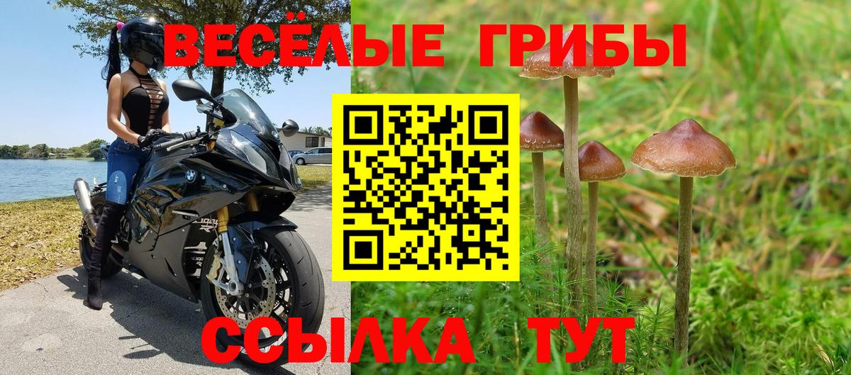 Галлюциногенные грибы Psilocybe Россия